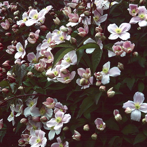 Clemais Montana Pink