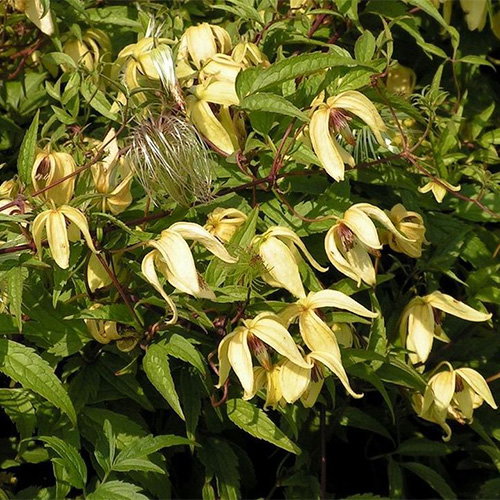 Clematis Serratifolia