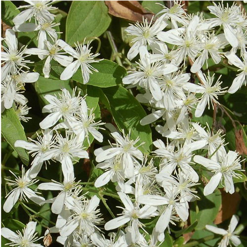Clematis Terniflora