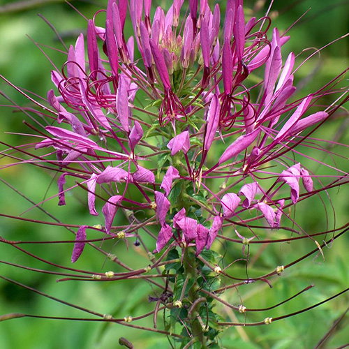 Cleome Spinosa Cherry Queen