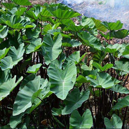 Colocasia Fallax