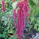 Amaranthus Caudatus Red Garnet
