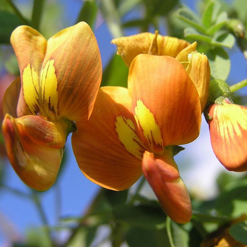 Colutea Buhsei