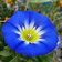 Convolvulus Tricolor Blue Flash