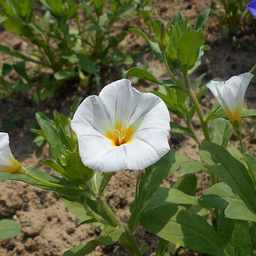 Convolvulus Tricolor White Ensign