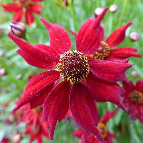 Coreopsis Tinctoria Dwarf Red
