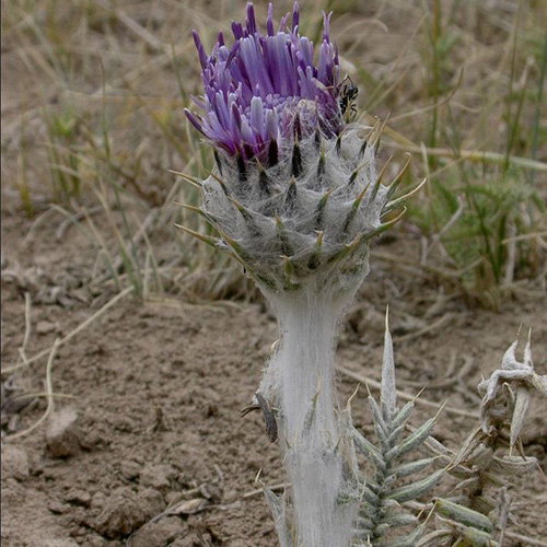 Cousinia Thomsonii