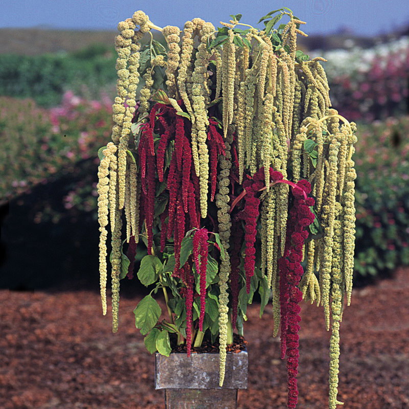 Amaranthus Pony Tails