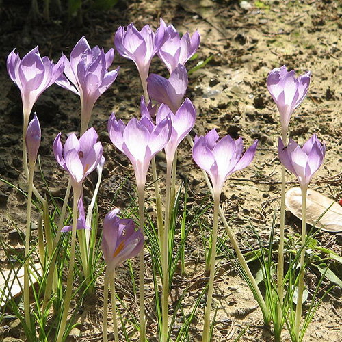 Crocus Goulimyi
