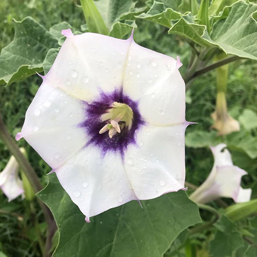 Datura Discolor