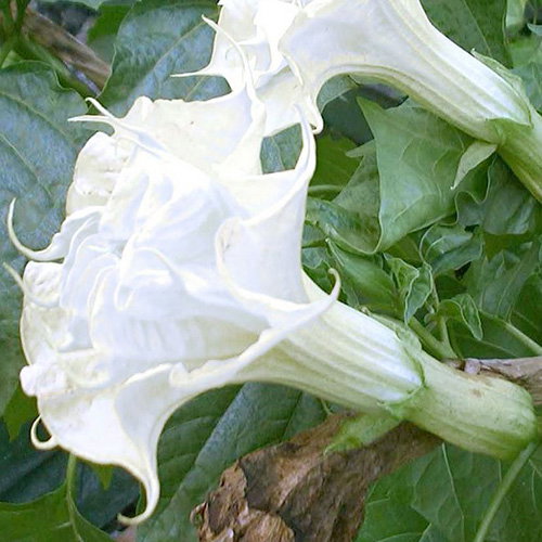 Datura Double White