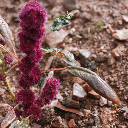 Amaranthus Gangeticus