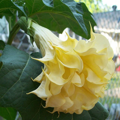 Datura Double Yellow