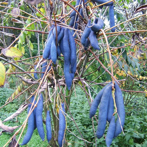 Decaisnea Fargesii