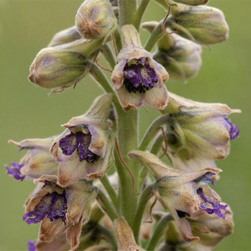 Delphinium Novo Mexicanum