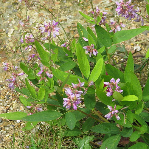 Desmodium Canadense