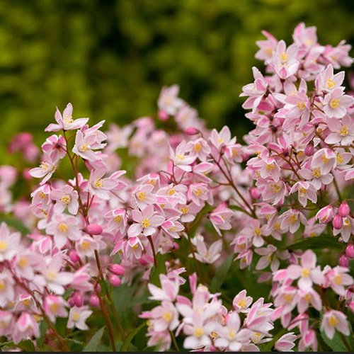 Deutzia Pink Blush