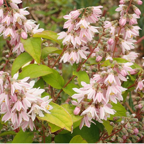 Deutzia Pink Blush