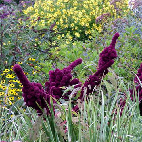 Amaranthus Gangeticus