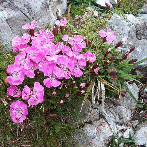Dianthus Alpinus