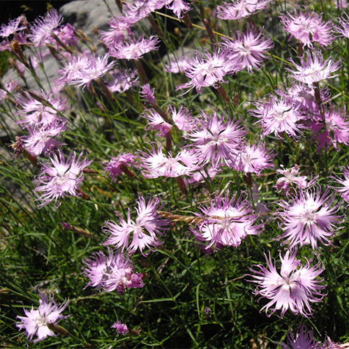Dianthus Monspessulanus