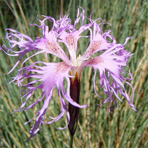 Dianthus Superbus