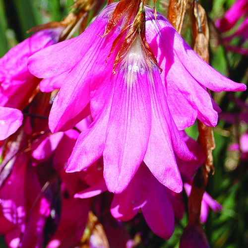 Dierama Adelphicum Ddd