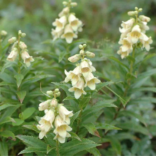 Digitalis Ciliata