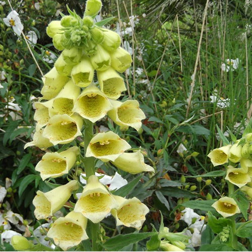 Digitalis Grandiflora