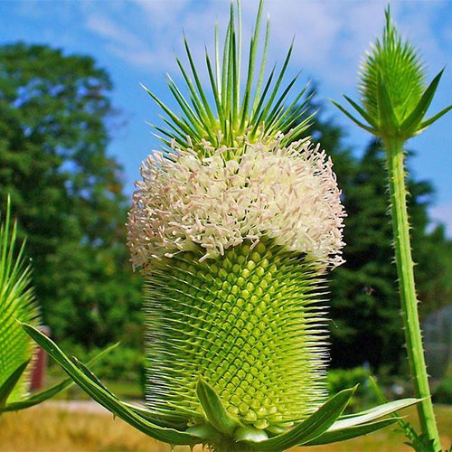 Dipsaucus Sativus