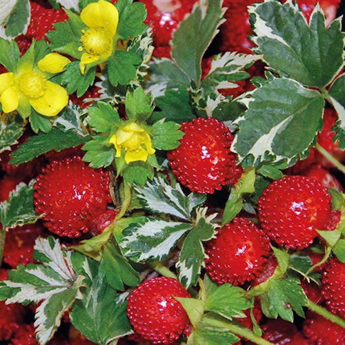 Duchesnia Harlequin