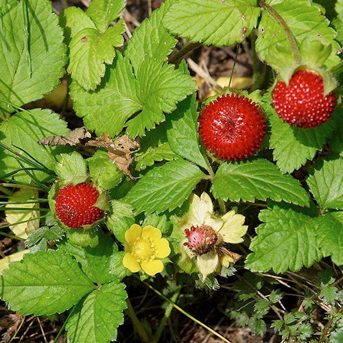 Duchesnea Indica