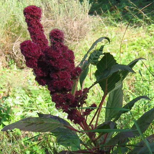 Amaranthus Pointy Fingers