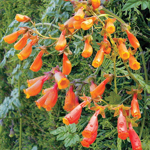 Scaber Flame