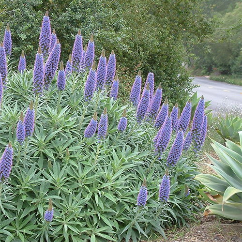 Fastuosum