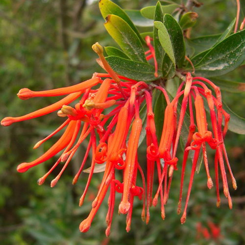Embothrium Coccienum