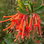 Embothrium Coccienum
