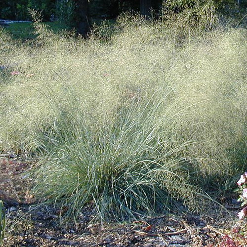 Eragrostis Elliotma Wind Dancer