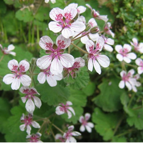 Erodium Pelargonifolium