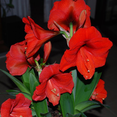 Amaryllis Red Giant