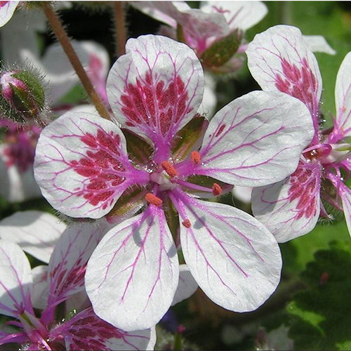 Erodium Pelargoniflorum