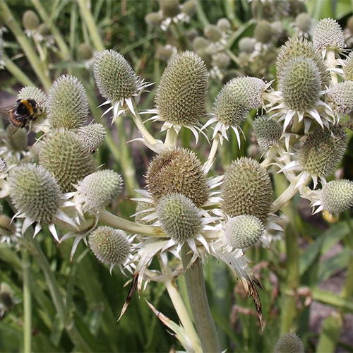 Eryngium Eburneum