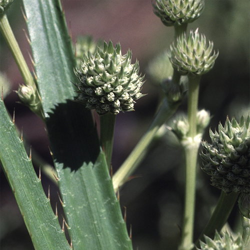 500 Eryngium Serra