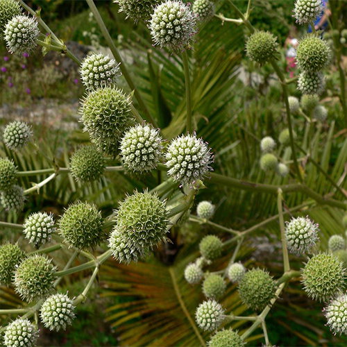 Eryngium Serra