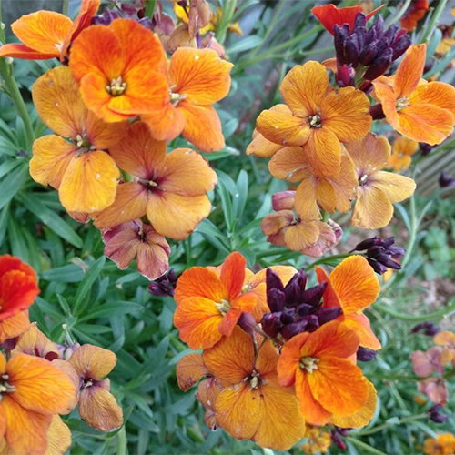 Erysimum Jumbo Orange