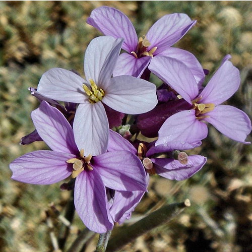 Erysimum Scoparium