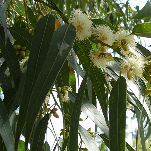 Eucalyptus Globulus