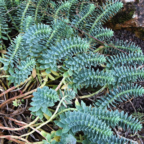 Euphorbia Myrsinites