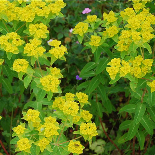Euphorbia Oblongata