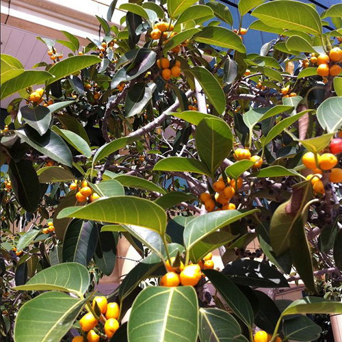 Ficus Altissima